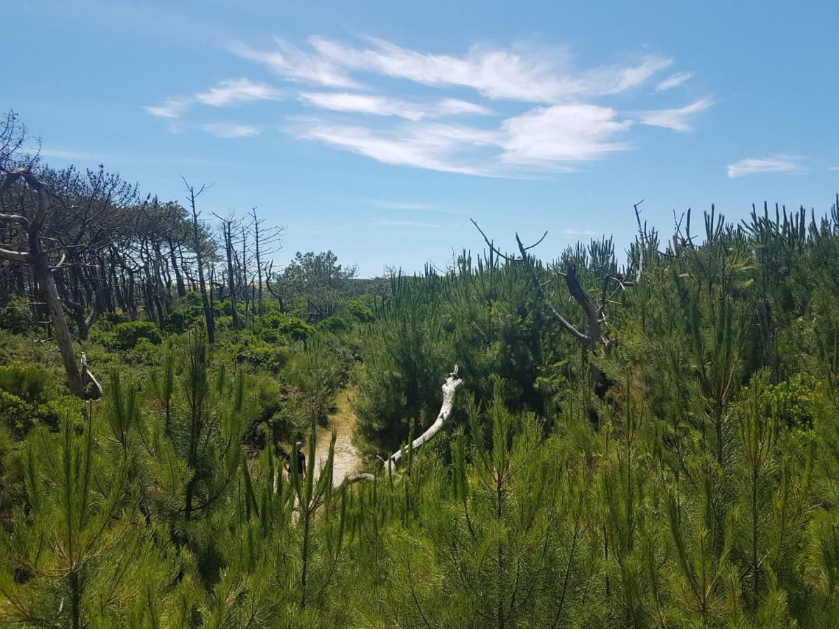 La Pinede Oceane,400M Des Plages Mimizan-Plage エクステリア 写真